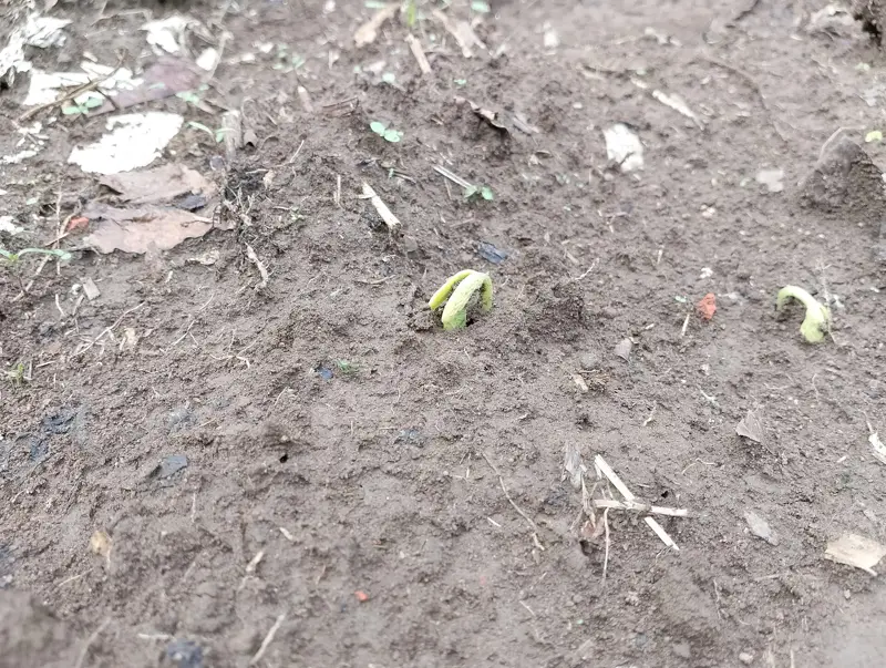 A bean seedling emerging from the soil