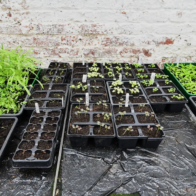 Labelled trays of lettuce and mizuna seedlings outside against a wall