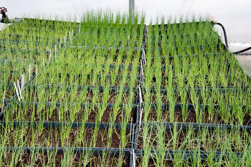 Rows of onion seedlings in a greenhouse