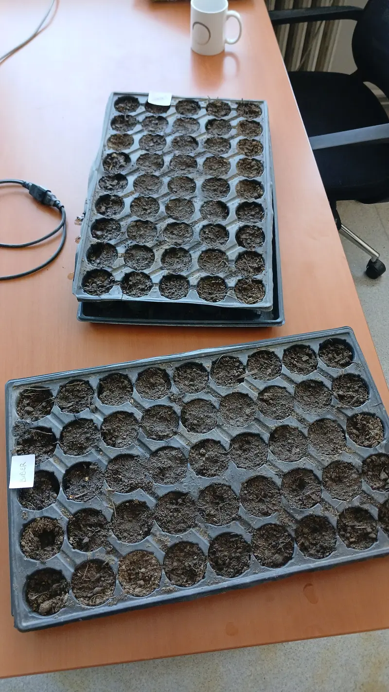 Empty seedling trays filled with mix, ready to sow